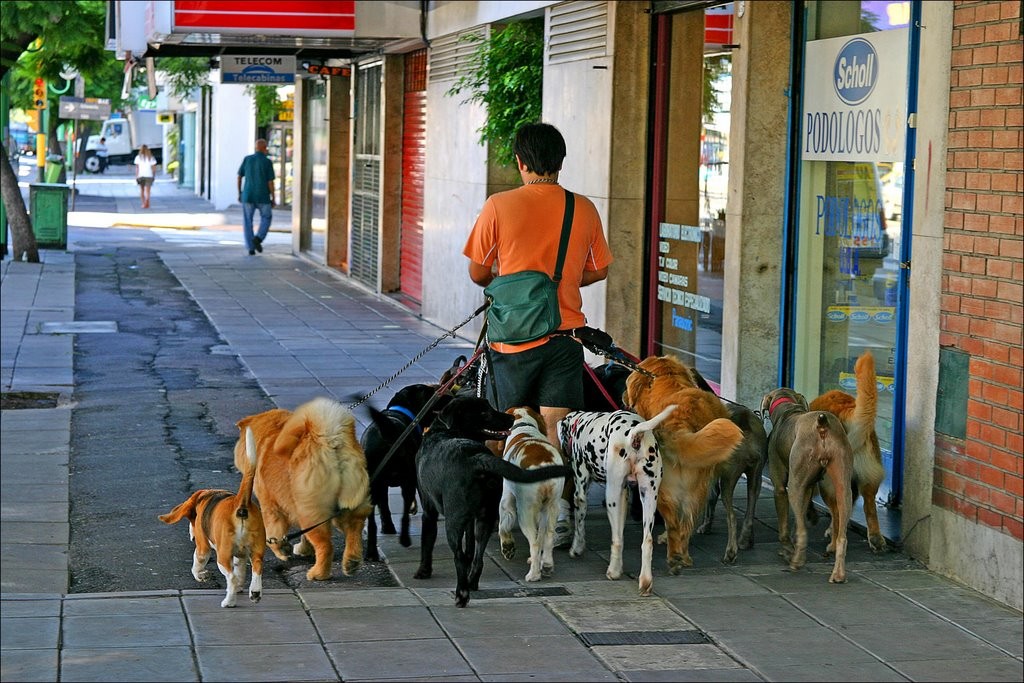 Pensione per cani Milano Milano Life
