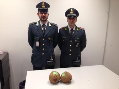 Arrestato corriere a Malpensa nascondeva 3 kg di cocaina in noci di cocco