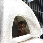 Milano Cat Show 2014, gatti vincitori Milano Life