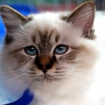 Milano Cat Show 2014, gatti vincitori Milano Life