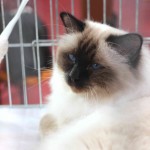 Milano Cat Show 2014, gatti vincitori Milano Life