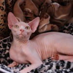 Milano Cat Show 2014, gatti vincitori Milano Life