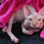 Milano Cat Show 2014, gatti vincitori Milano Life