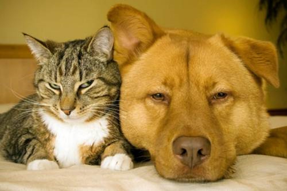 negozi di animali milano aperti di domenica