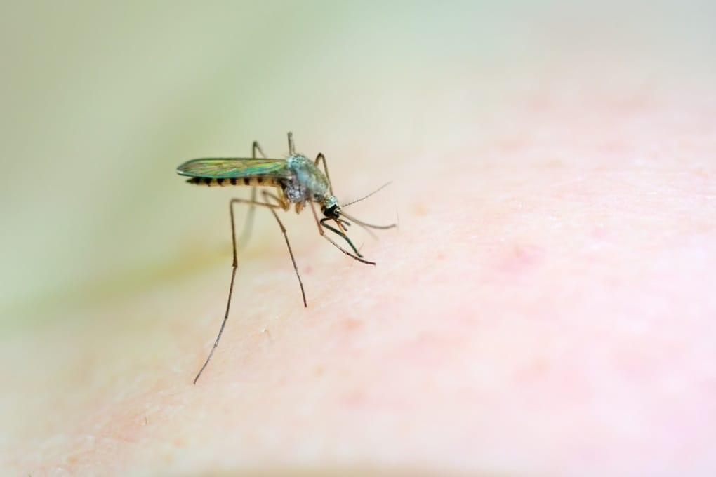 Virus West Nile: cos'è e come si diffonde